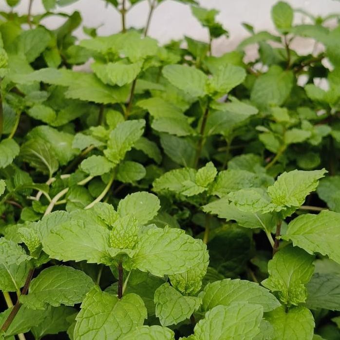 

Terlaris Bibit Daun Mint Subur Dan Segar