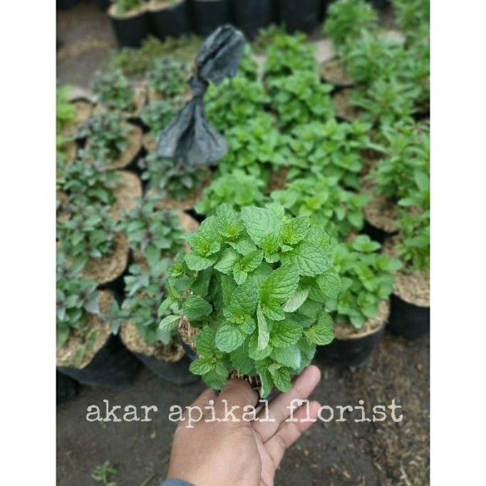 

Terlaris Bibit Tanaman Paket 4 Daun Mint Wewzmy 5802Gk