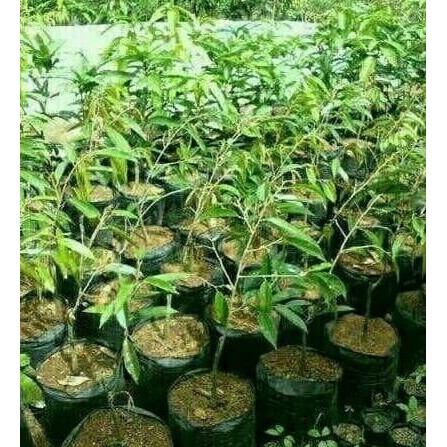 

Terlaris Bibit Buah Durian Montong
