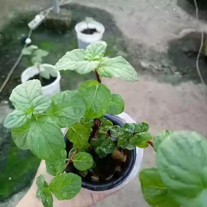 

Terlaris Bibit Tanaman Daun Mint- Tanaman Spearmint