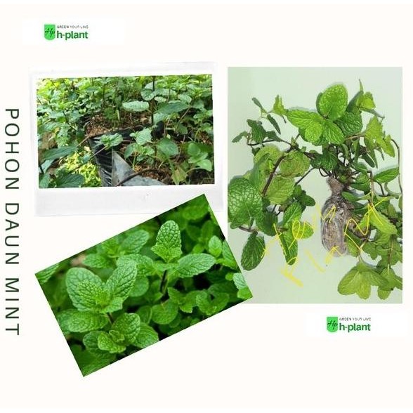 

Terlaris Bibit Tanaman Daun Mint Menthadaun Spearmint
