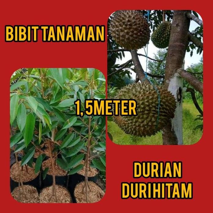 

Terlaris Bibit Durian Duri Hitam 1.5 Meter
