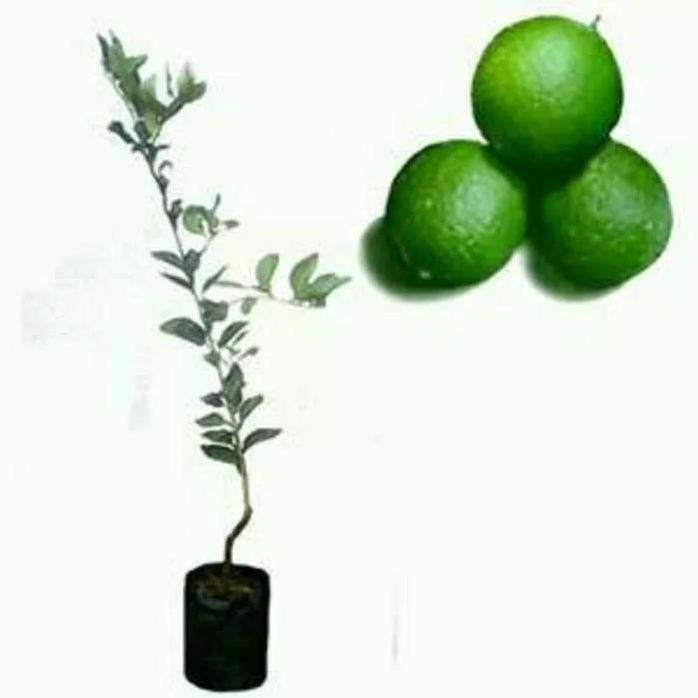 

Terlaris Bibit Tanaman Buah Jeruk Nipis