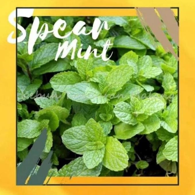 

Terlaris Bibit Tanaman Daun Mint