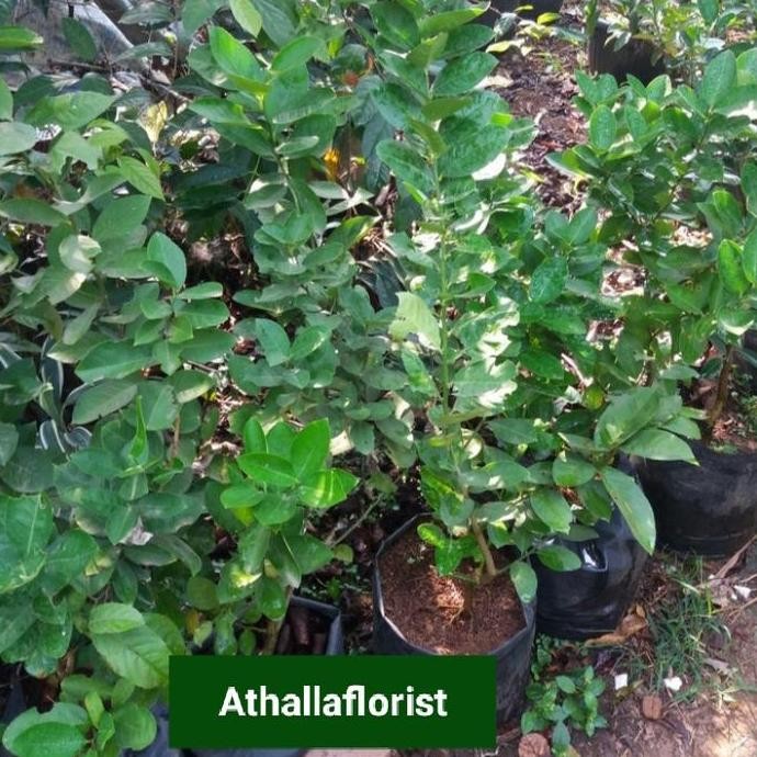 

Terlaris Bibit Tanaman Pohon Jeruk Nipis