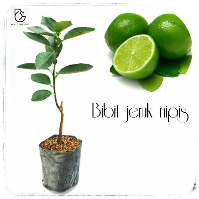 

Terlaris Bibit Jeruk Nipis