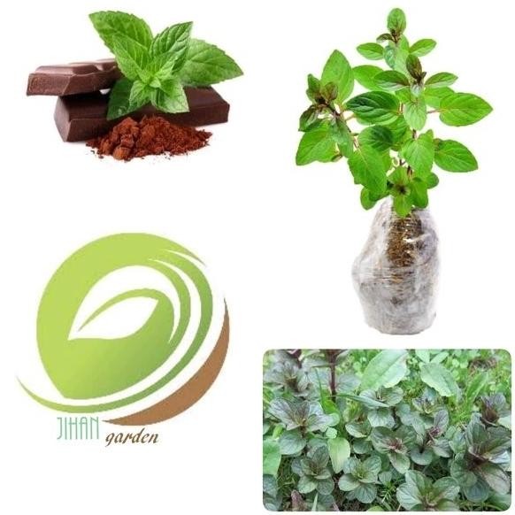 

Terlaris Bibit Tanaman Daun Chocolate Mint-Pohon Coklat Mint Herbal