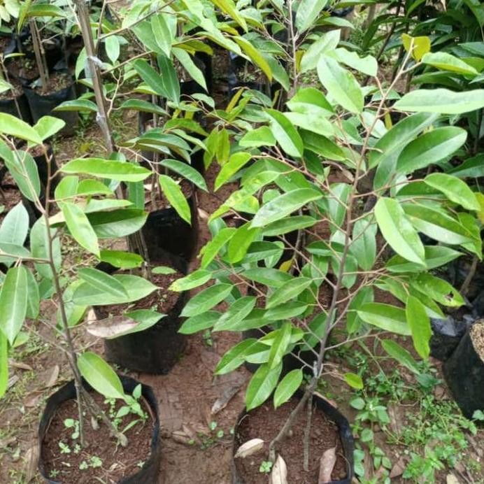 

Terlaris Promo 100 Rb Dapat 3 Bibit Durian Oche Kaki 3