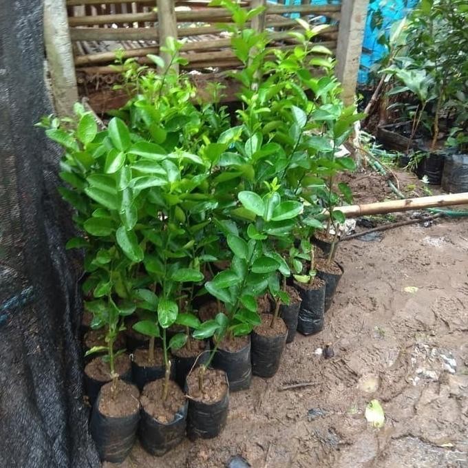 

Terlaris Bibit Tanaman Buah Jeruk Nipis Murah-Bibit Jeruk Nipis Super