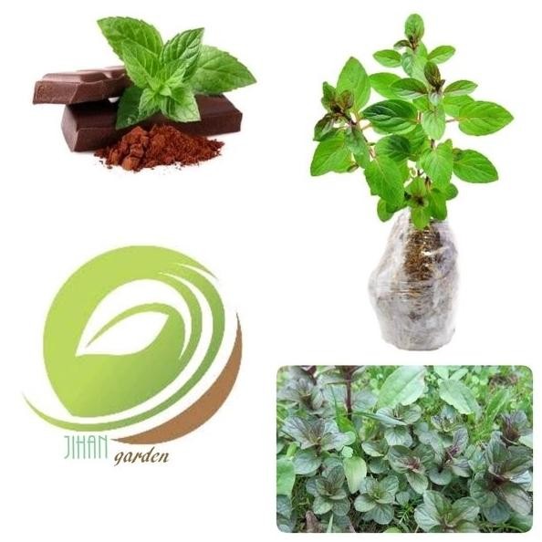 

Terlaris Bibit Tanaman Daun Chocolate Mint-Pohon Coklat Mint Herbal