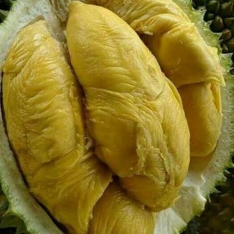 

Terlaris Bibit Tanaman Buah Durian Montong