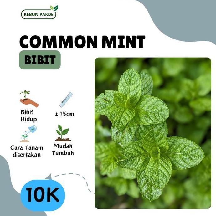 

Terlaris Bibit Tanaman Daun Mint | Common Mint | Siap Tanam
