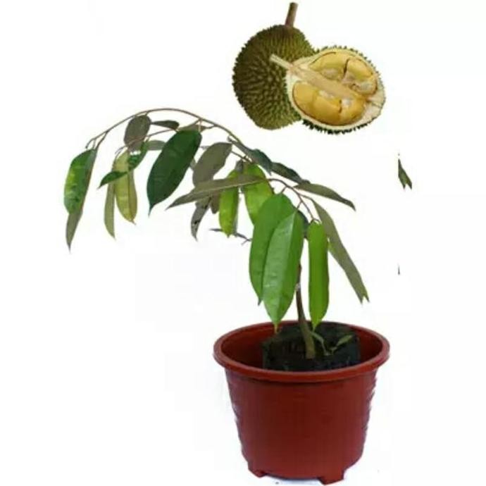 

Terlaris Tanaman Bibit Durian Simas