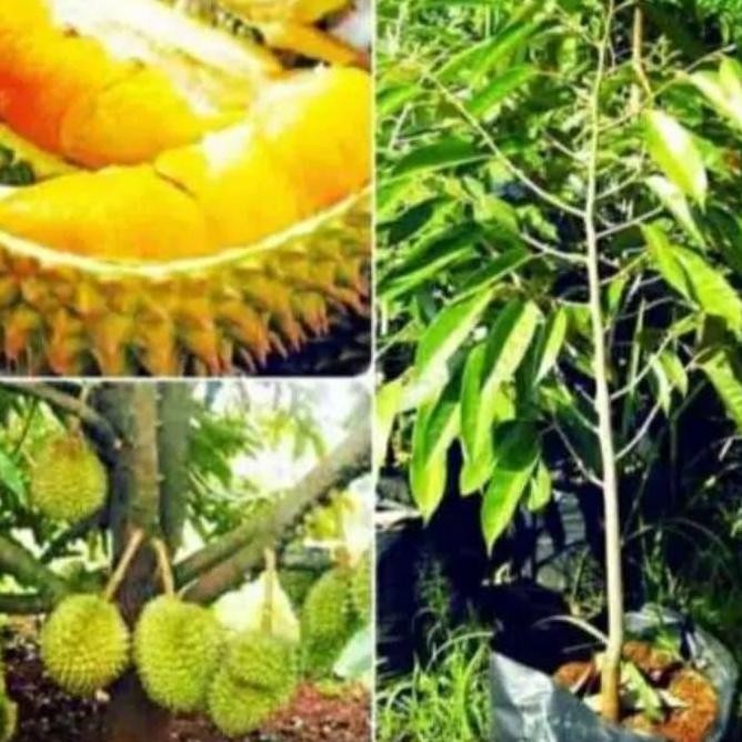 

Terlaris Bibit Durian Monthong