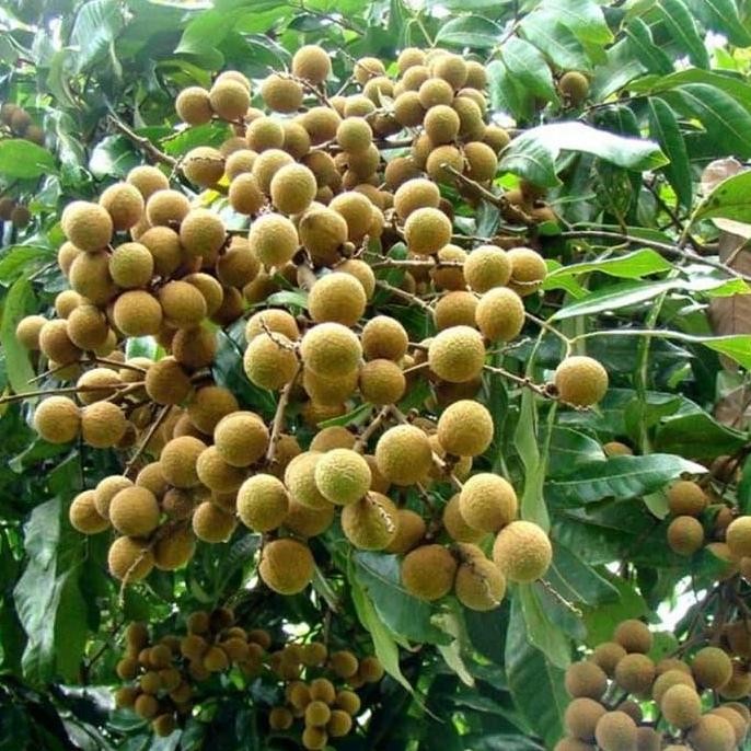 

Terlaris Bibit Kelengkeng Aroma Durian 40Cm