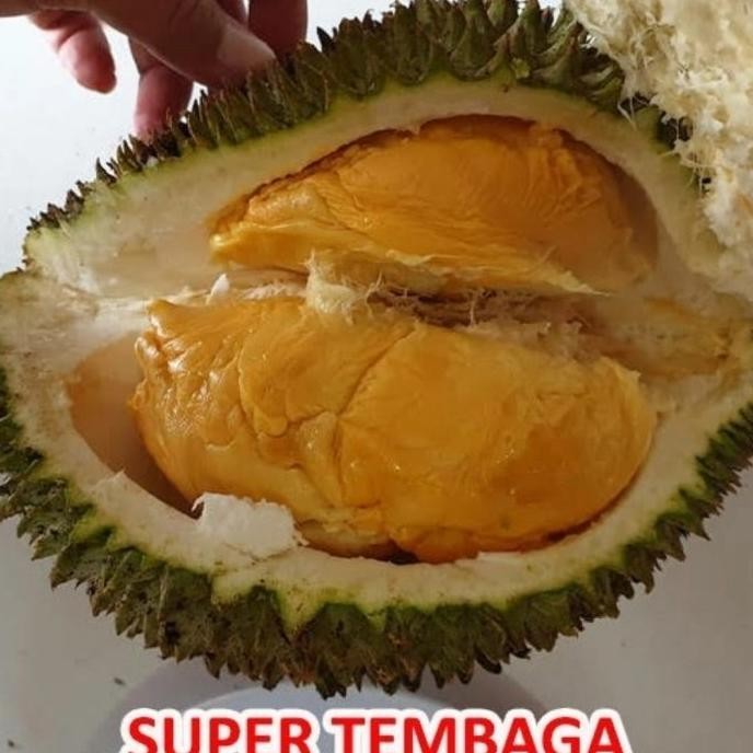 

Terlaris Bibit Tanaman Buah Durian Super Tembaga Super