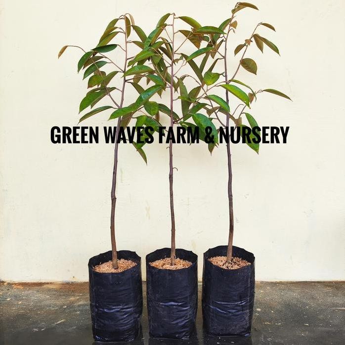 

Terlaris Bibit Durian Kim Hong/Golden Phoenix (D198) 90 Cm - 1 M