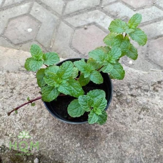 

Terlaris Ori New Bibit Tanaman Herbal Daun Mint - Peppermint - Menthol '