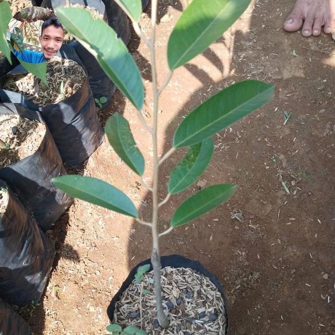 

Terlaris Bibit Durian Tekka