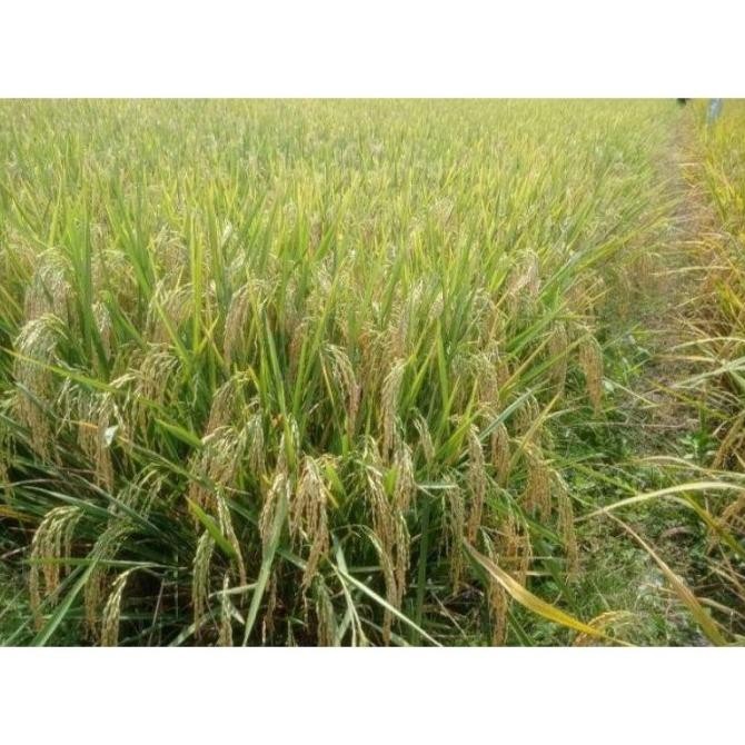 || BANANA / PADI Benih padi kolosebo 02 kemasan 5kg ||~~~