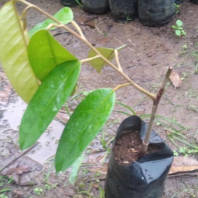 

Terlaris Bibit Durian Nokracif