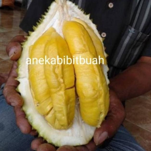 

Terlaris Bibit Durian Kuning Mas (Durian Emas)