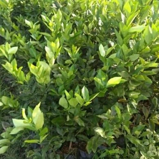 

Terlaris Bibit Tanaman Jeruk Nipis