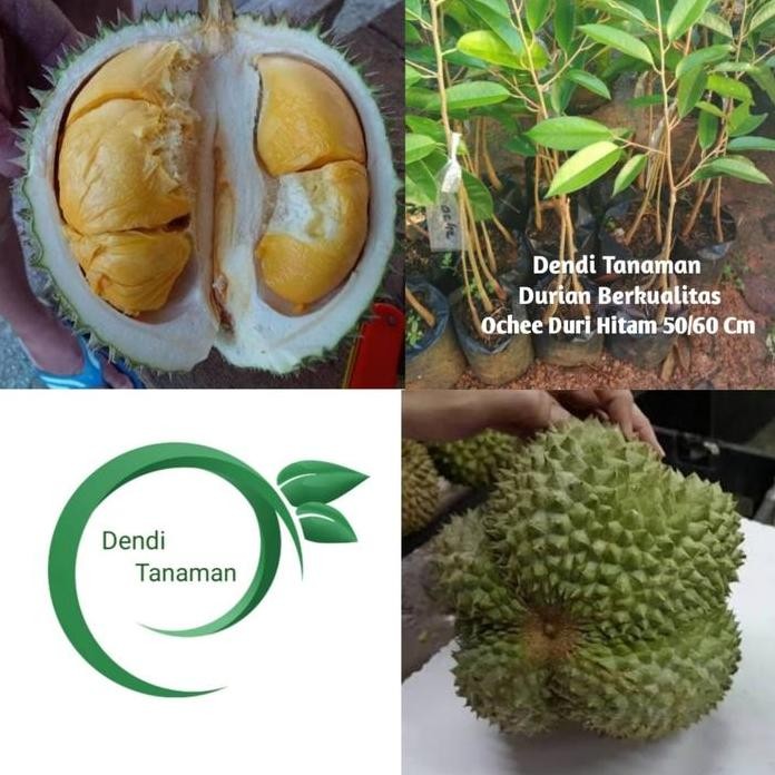 

Terlaris Bibit Pohon Durian Ochee Duri Hitam Kaki 3 50/60 Cm / Durian Okulasi