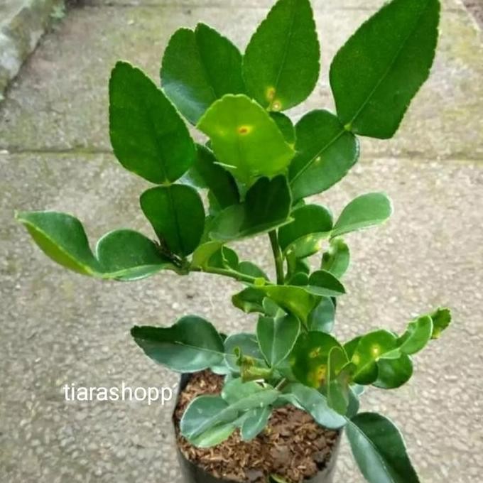 

Terlaris Bibit Pohon Jeruk Nipis