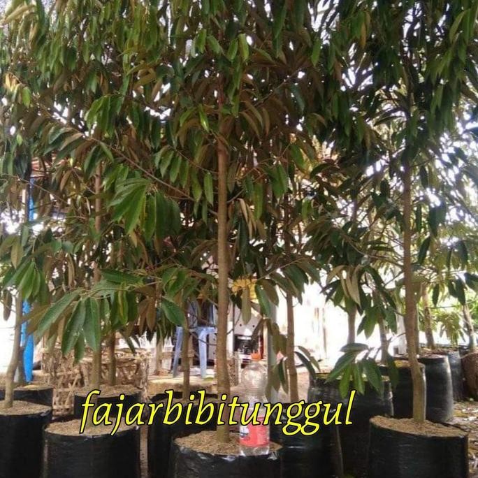 

Terlaris Bibit Durian Montong Jumbo Besar Dongkelan Siap Berbuah