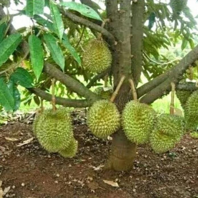

Terlaris Bibit Tanaman Durian Kaki 3 Tinggi 130-150Cm