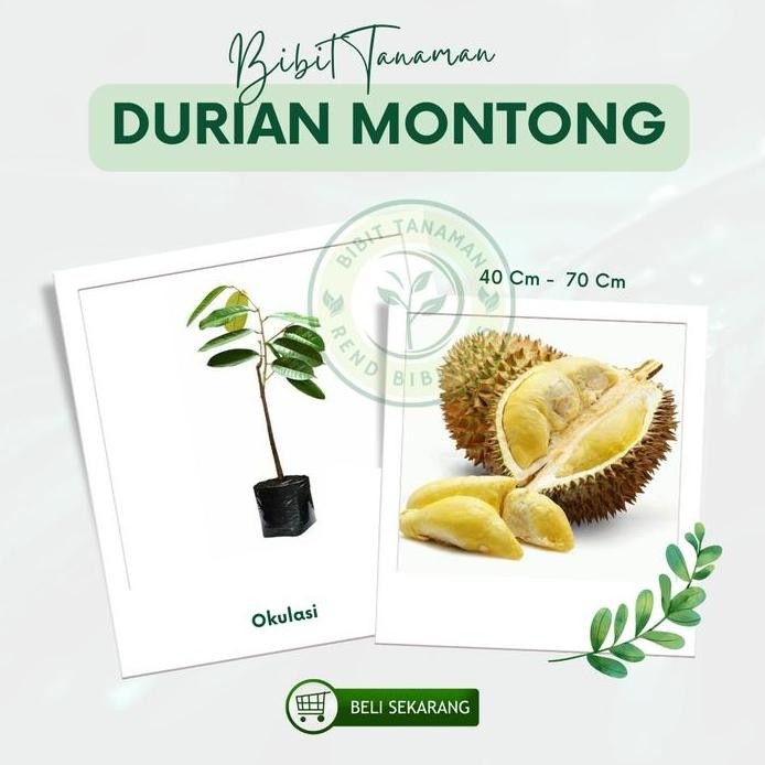 

Terlaris Bibit Tanaman Durian Montong Okulasi [40- 70Cm/1 Pcs] - Tanaman Berkualitas