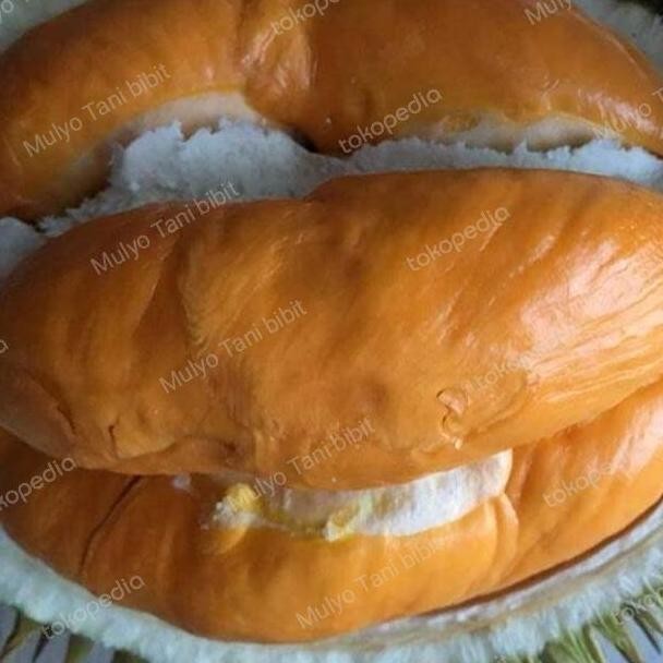 

Terlaris Bibit Tanaman Buah Durian Super Tembaga 1,5 Meter