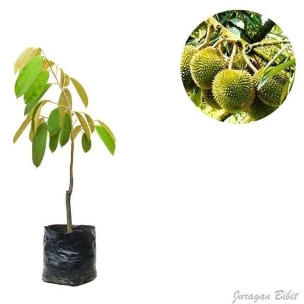 

Terlaris Bibit Durian Bawor Kaki 1 Bonus Sirsak Madu Sedling