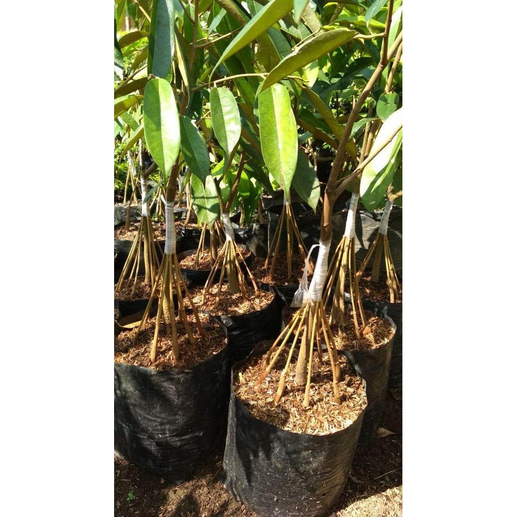 

Terlaris Bibit Tanaman Buah Durian Musangking Kaki 10 Di Jamin Lebat Buahnya