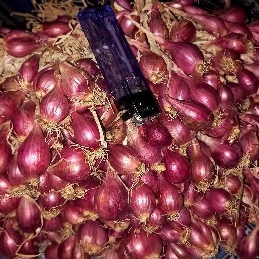 

Terlaris Kg Bibit Bawang Merah Brebes