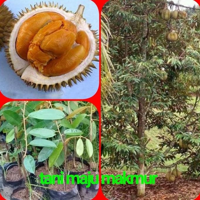 

Terlaris Bibit Durian Duri Hitam//Oche//Black Thorn Asli Unggul Berkualitas