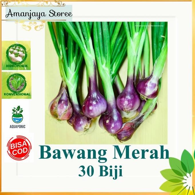 

Terlaris Benih Biji Bawang Merah Lokananta / Bibit Sayuran/ Hidroponik