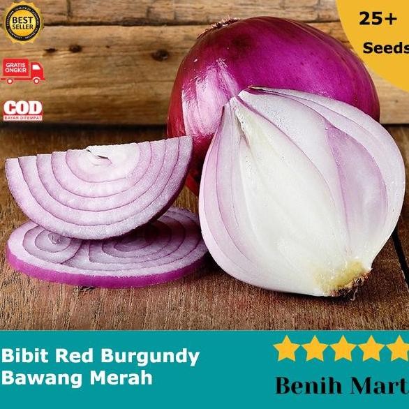 

Terlaris Benih Bibit Bawang Merah Red Onion Red Burgundy Import