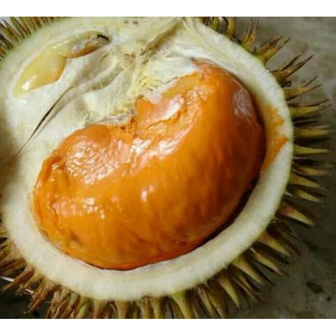Terlaris Bibit Pohon Durian Lay