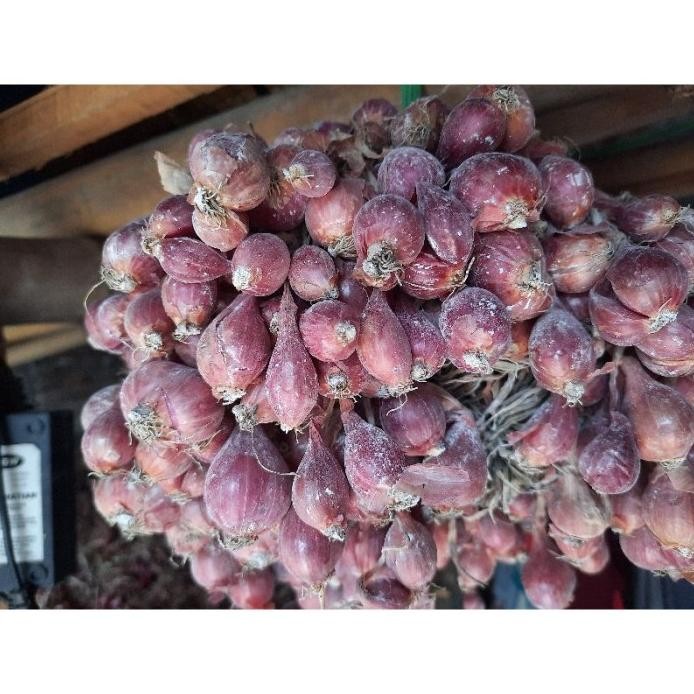 

Terlaris K7 Bibit Bawang Merah Bima Brebes 1Kg #Siap Tanam Dan Tumbuh Kwalitas