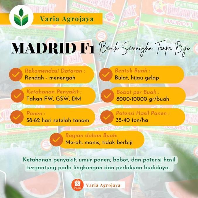 || BANANA / Benih Bibit Semangka Madrid F1 - Bintang Asia ||~~~