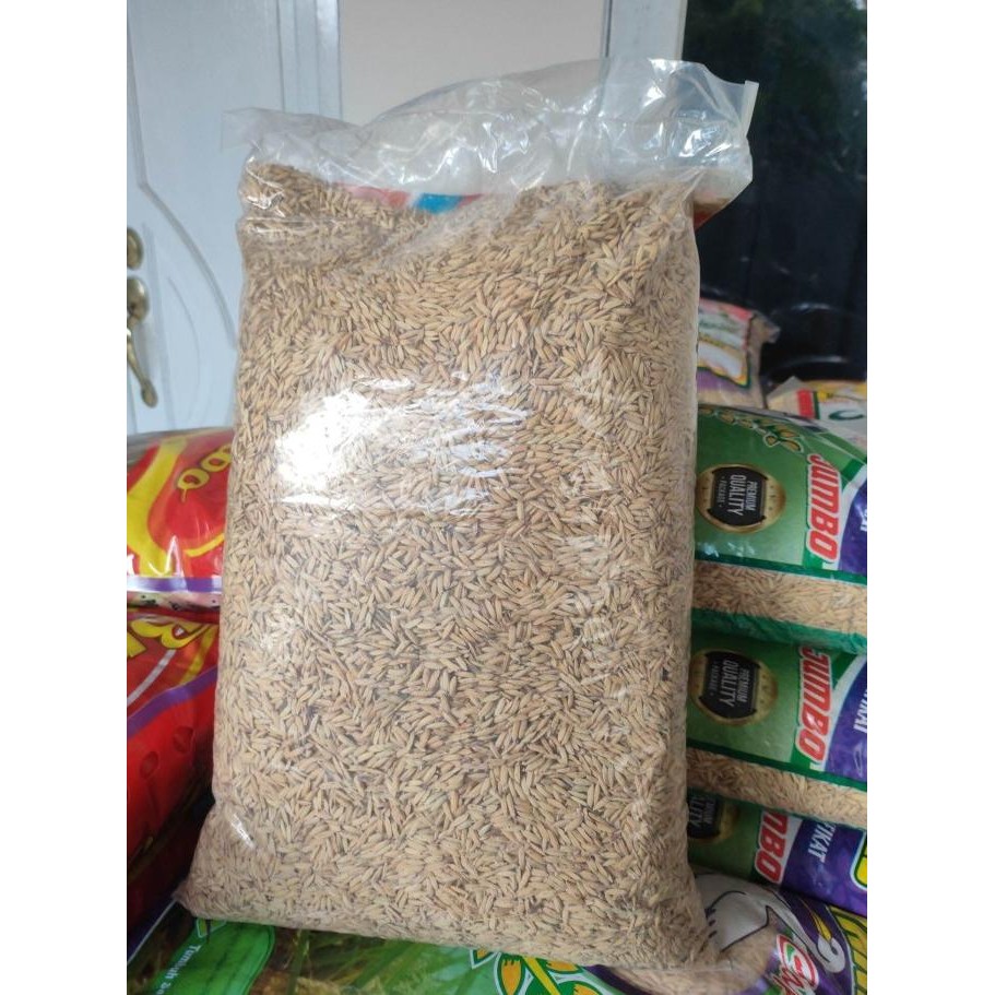 || BANANA / Benih Padi Unggul Bersertifikat Inpari 49 Jembar 5 kg ||~~~