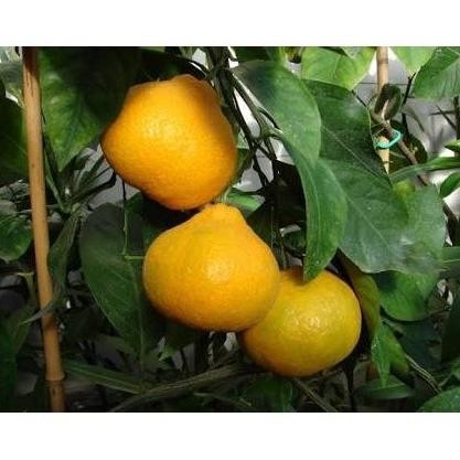 

OBRALL Bibit Tanaman Buah Jeruk Satsuma Berbunga atau Berbuah FRESS