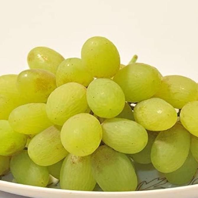 

Bibit Tanaman Buah Anggur Tenzan Import FRESS