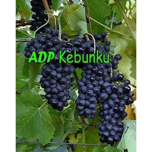 

Bibit Tanaman Buah Anggur Bali FRESS