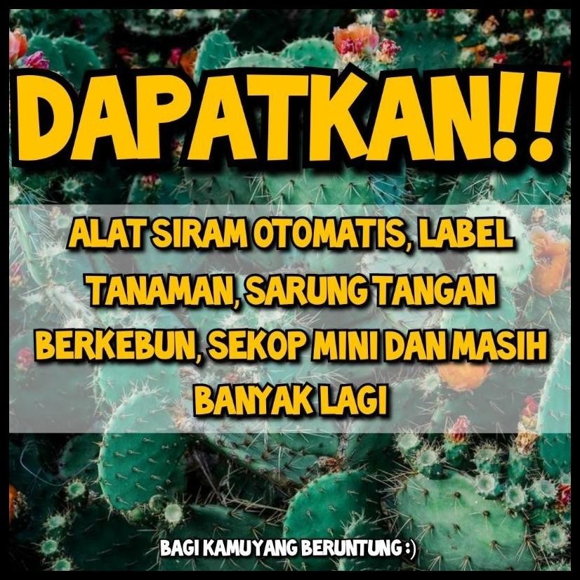 BENIH BIBIT BIJI STRAWBERRY UNGU LANGKA