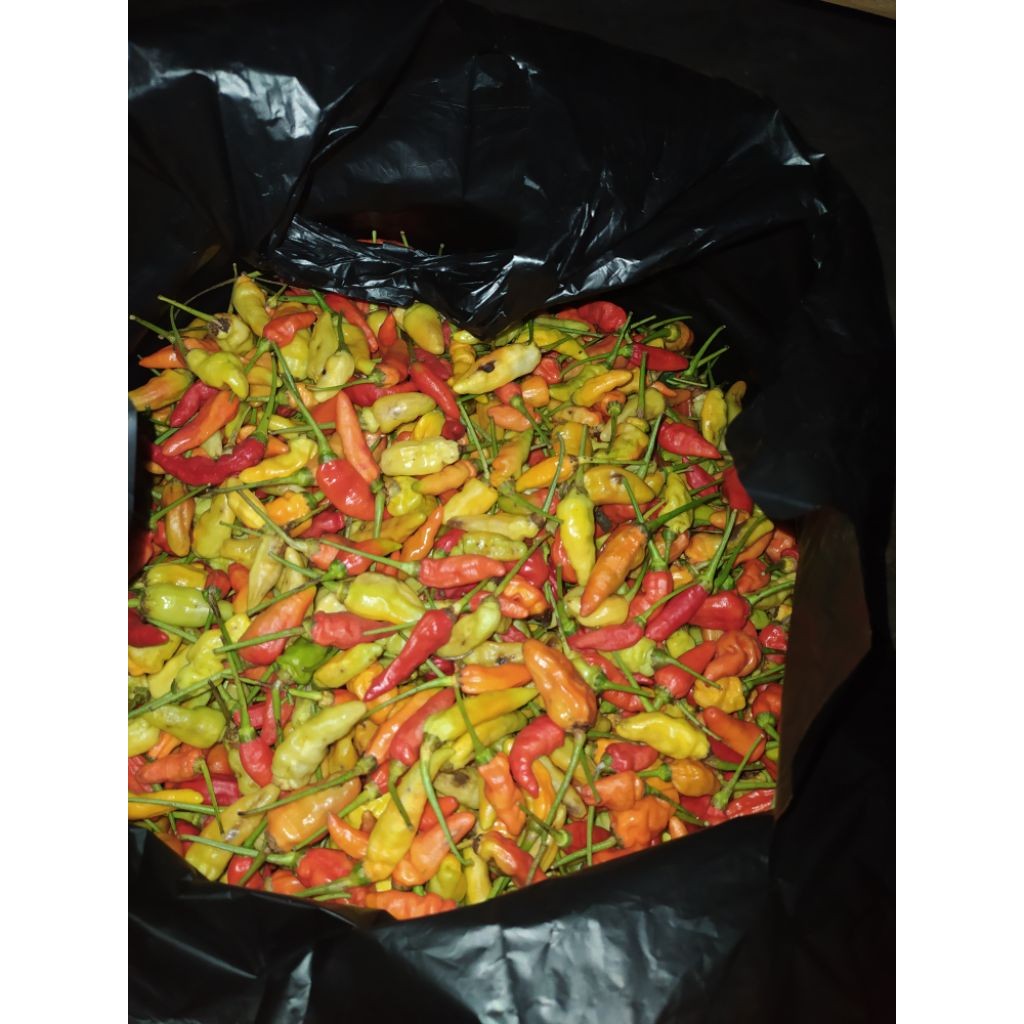 

Cabai rawit merah super ( besar ) berat 250gram