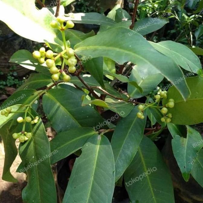 UNGGULAN Bibit Buah Jambu Air Dalhari Berbunga