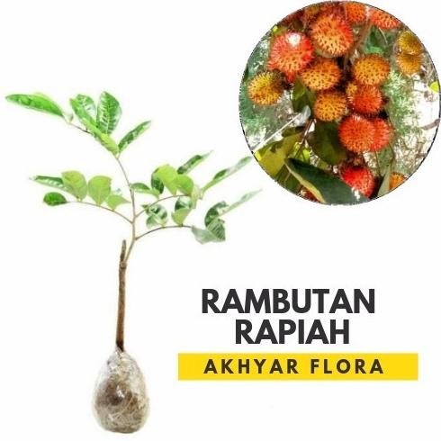 Bibit Rambutan Rapiah Bibit Tanaman Buah Rambutan Rapiah FRESS